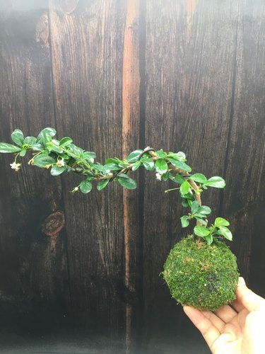 苔藓球小叶福建茶老桩盆景绿植景观造景室内好养植物四季常青开花