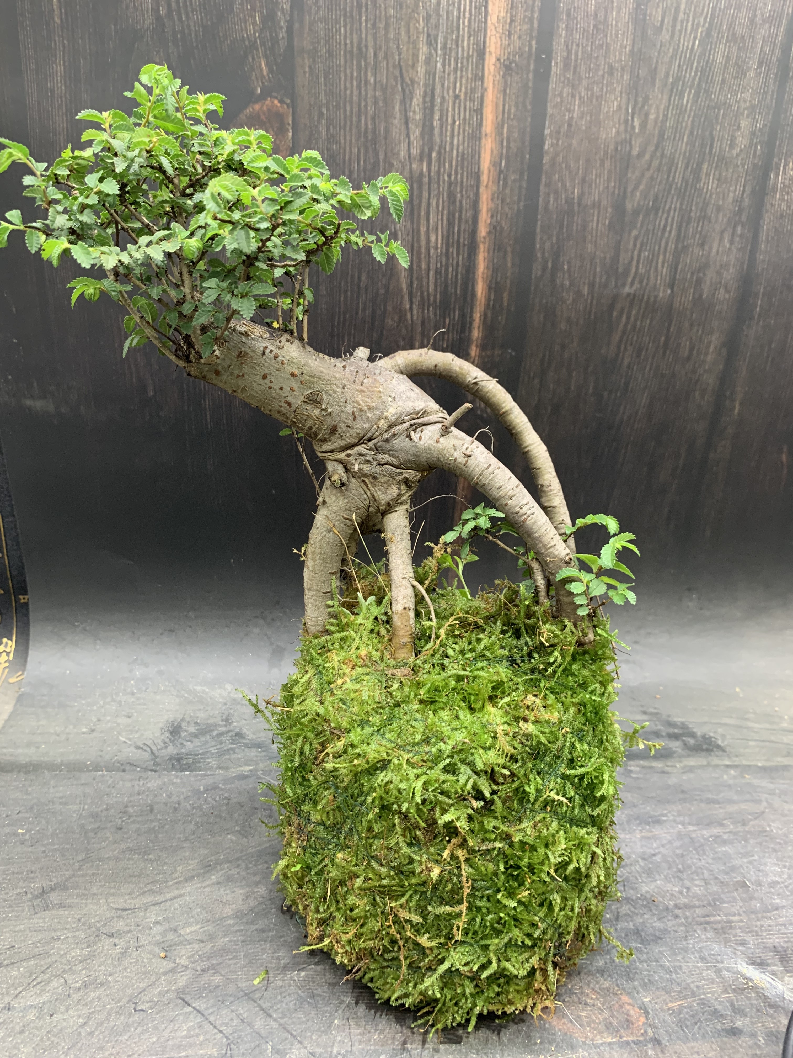 苔藓球老桩榆树提根盆景小叶榔榆小盆栽怪根怪桩植物造景办公室