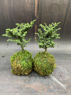 苔藓球芝麻榆树苗日本迷你品种小榆树盆景八方榆室内阳台好养盆栽