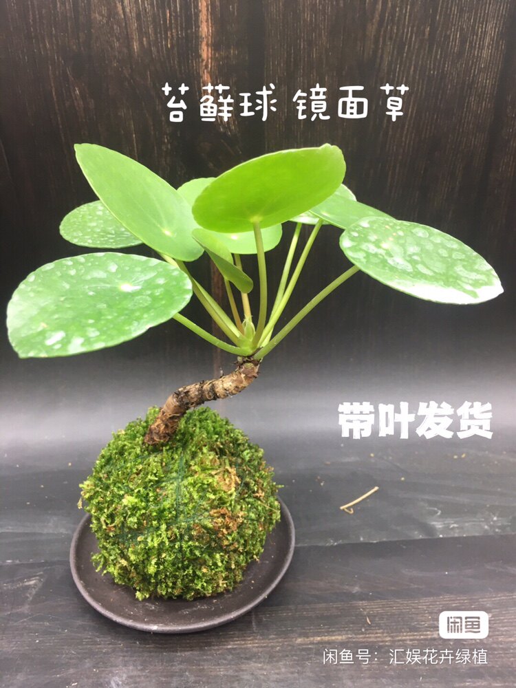 老桩镜面草盆栽苔藓球招财草网红草耐阴水培小绿植室内客厅好养活