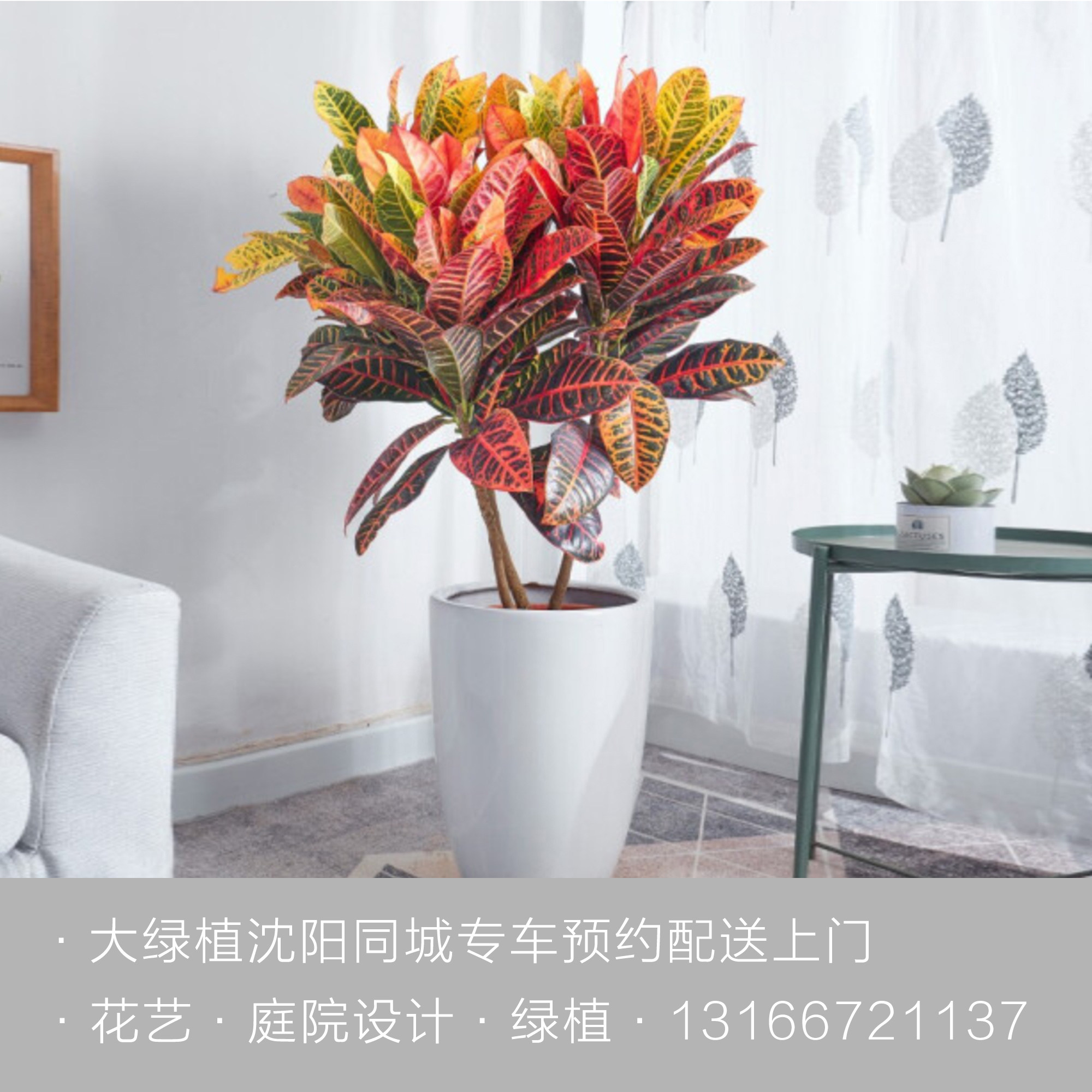 变叶木办公室美化环境绿植盆栽