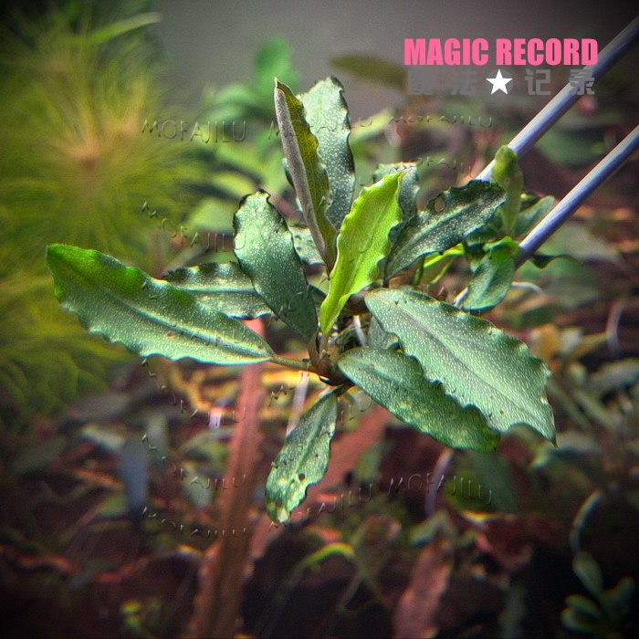 〓魔法记录〓水中叶辣椒榕 晨曦/虾缸小型鱼缸造景水草|msdalam kategori haiwan peliharaan/makanan haiwan dan bekalan, Aquarium World, tangki ikan akuarium dan kelengkapan lain, akuatik - dari Buy2taobao.com untuk memberikan perkhidmatan ejen Taobao profesional membeli