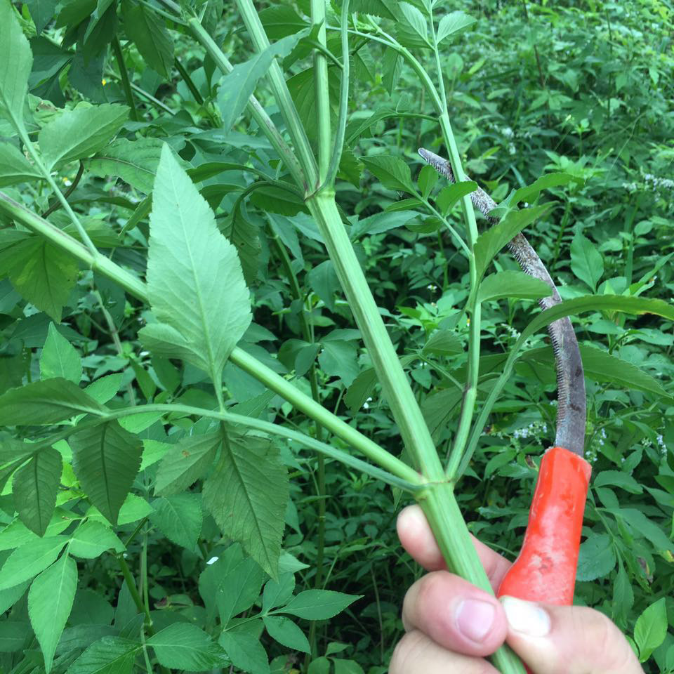 下单现摘新货新鲜广西中草药材鬼针草野生草三叶鬼针草茶两斤包邮