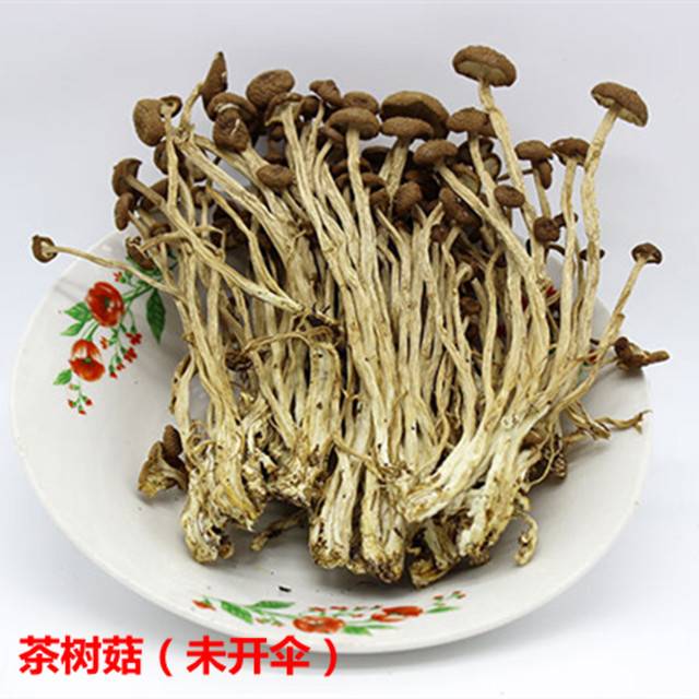 纯天然未开伞茶树菇3份包邮