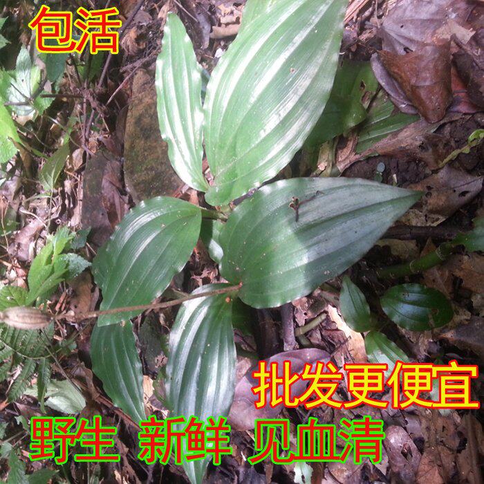 广东鲜货见血清500g深山天然生长见血清草药整株鲜货中药材干货