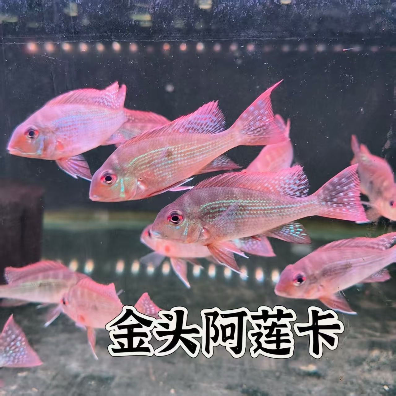 金头阿莲卡稀有食土鲷热带鱼