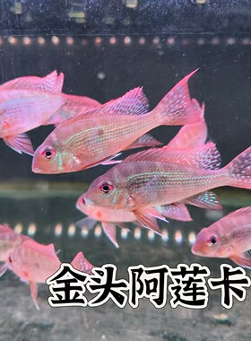 金头阿莲卡稀有食土鲷热带鱼