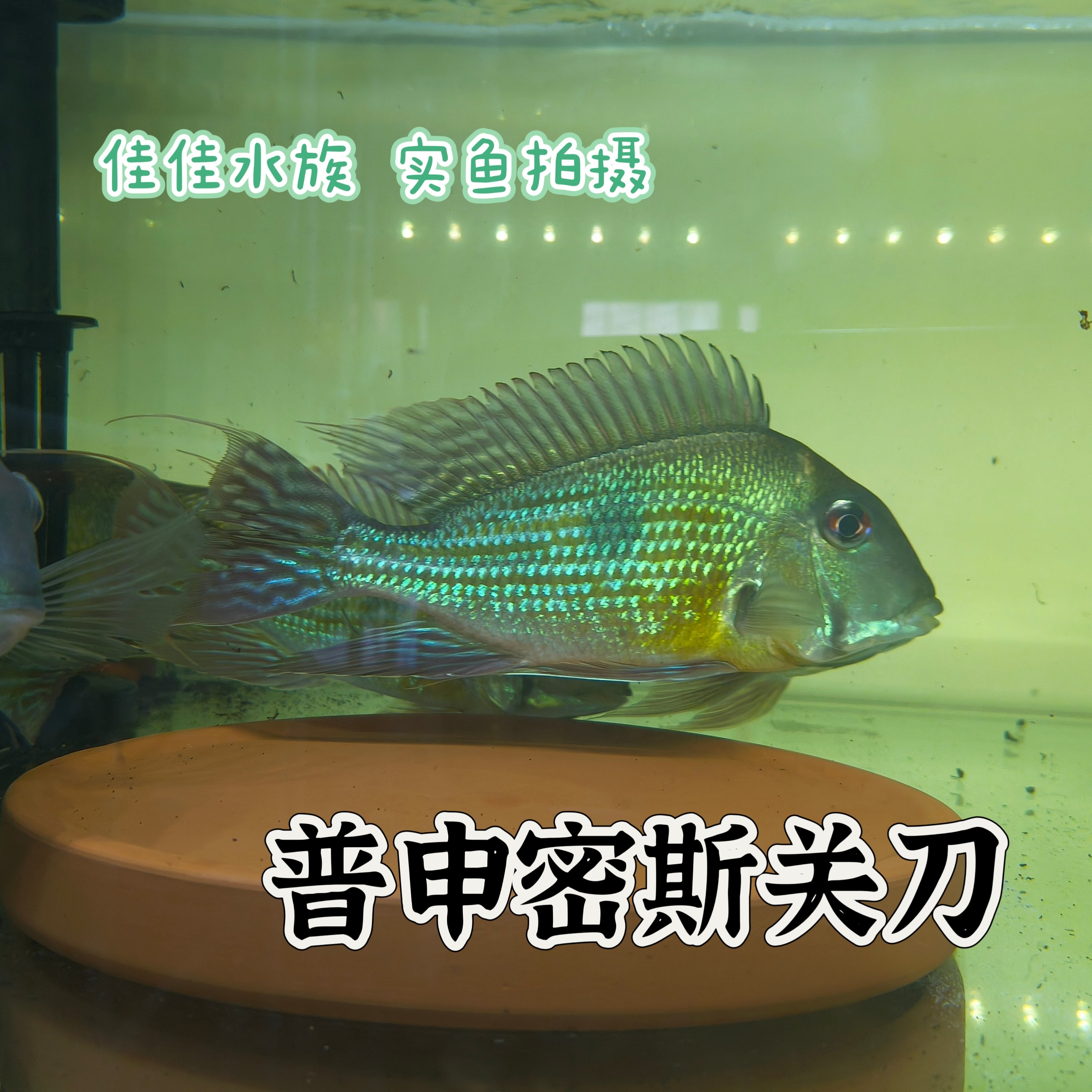 F1普申密斯关刀稀有食土鲷热带鱼好养易活包邮包损