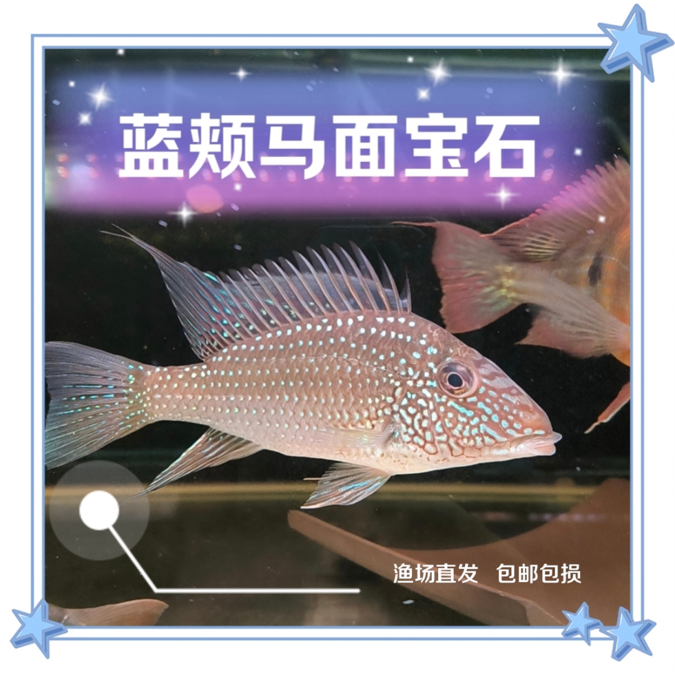 蓝颊马面宝石关刀  稀有食土鲷 南美热带鱼