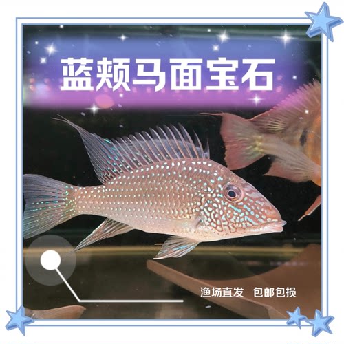 蓝颊马面红颊马面宝石关刀  稀有食土鲷 南美热带鱼