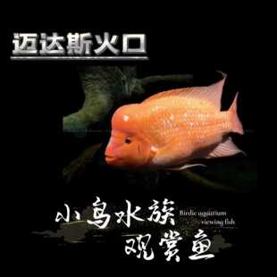 迈达斯红魔鬼火鹤鱼慈鲷