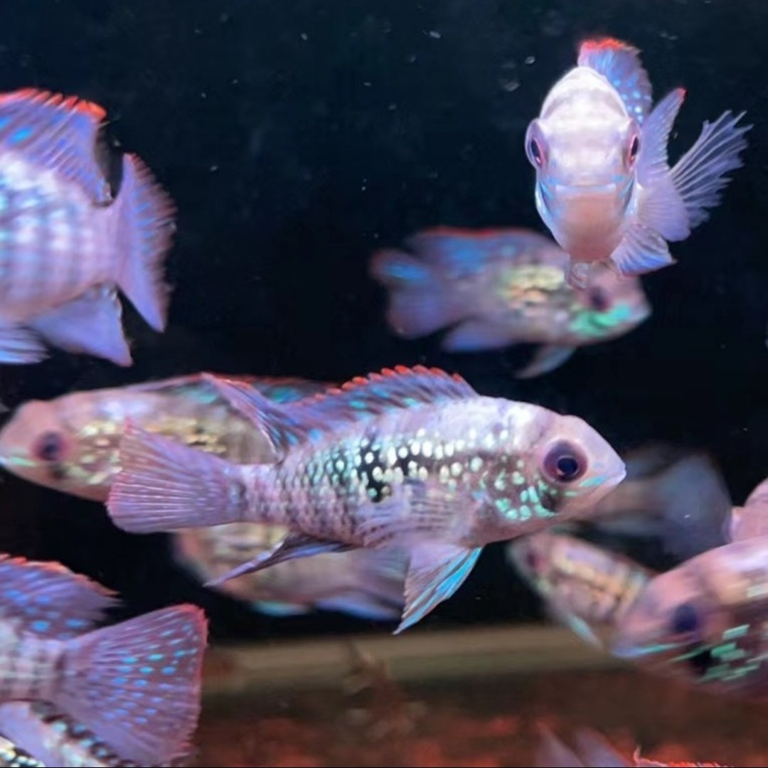 委内瑞拉蓝宝石（蓝玉凤凰）/鱼苗不分公母