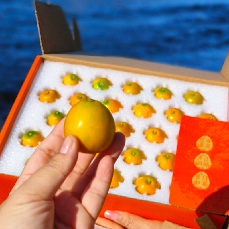 正宗融安脆蜜金柑礼盒果园直发