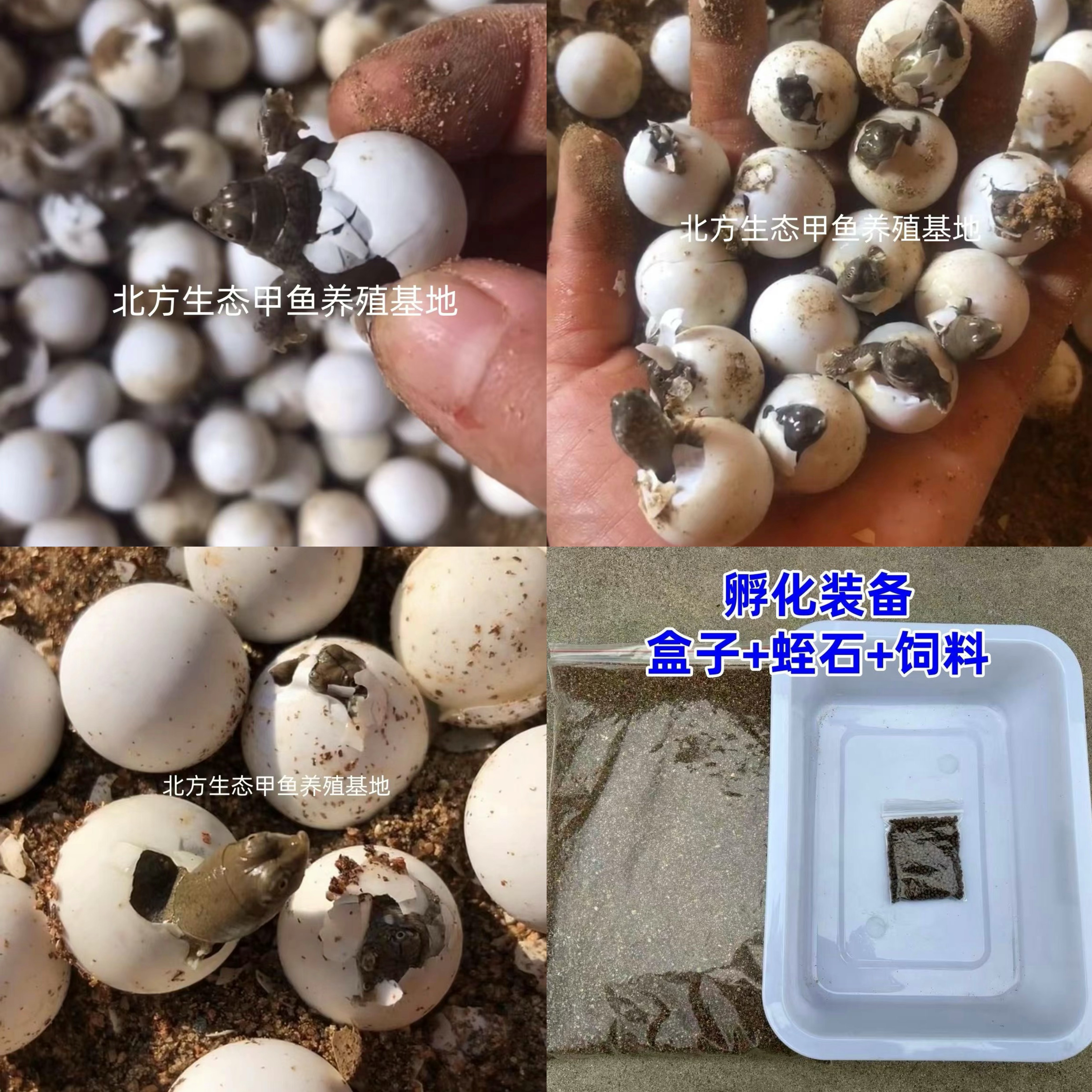甲鱼蛋受精蛋可孵化中华鳖繁殖种甲鱼