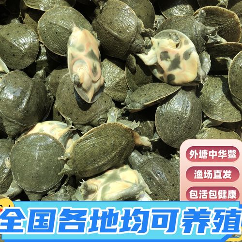 养殖鳖乌龟王八中华鳖水产品食用