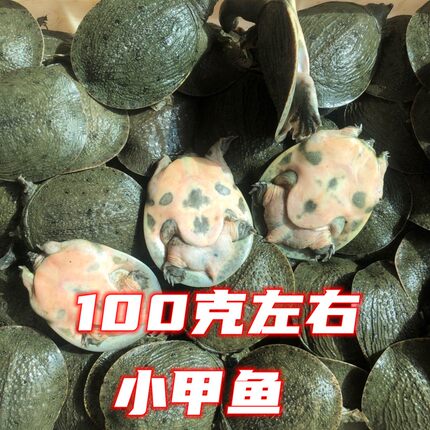 外塘小甲鱼中华鳖100克左右养殖用鲜活水产水鱼王八龟鳖包邮活体