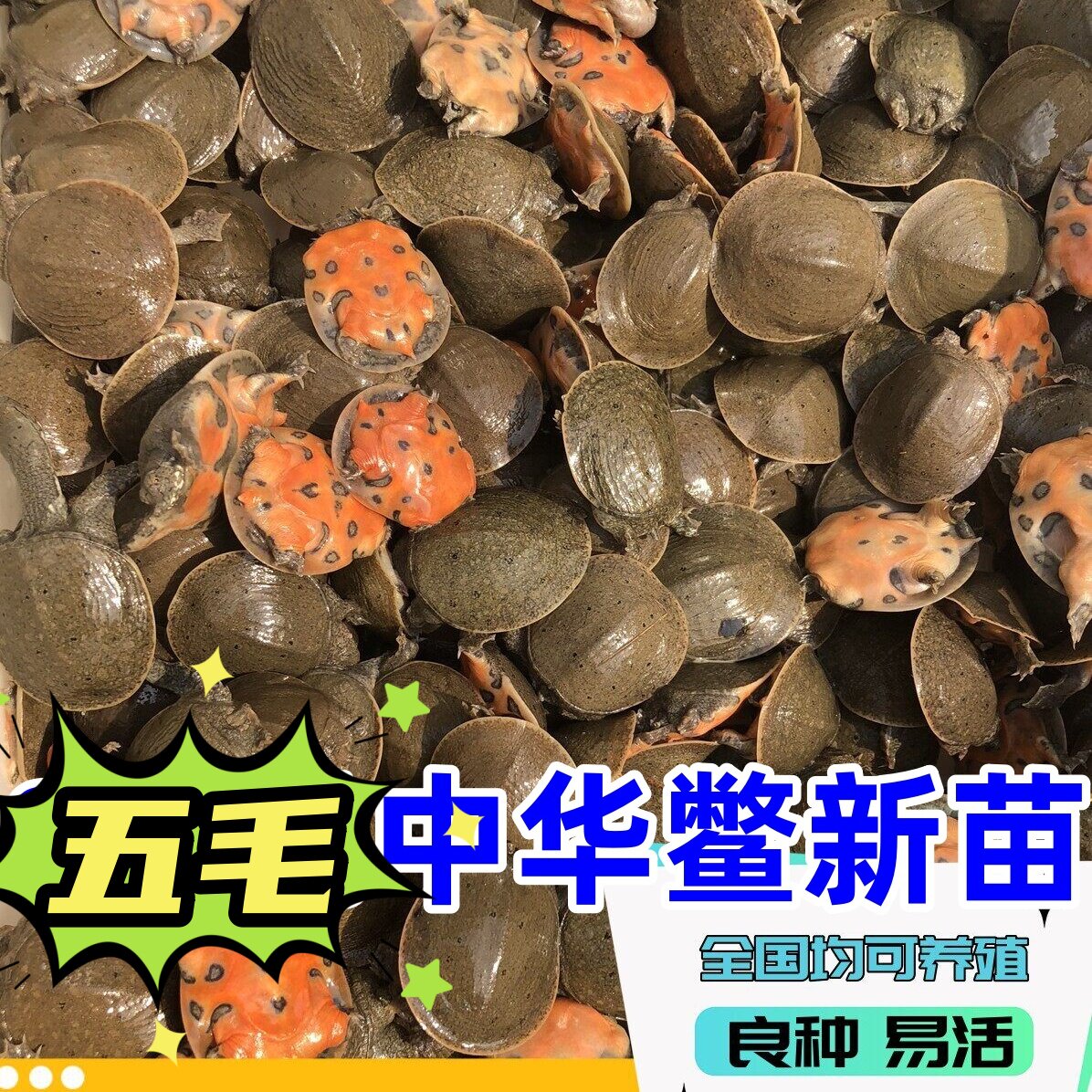 中华鳖幼苗小甲鱼苗水鱼南方北方外塘养殖食用水产龟鳖水族活体