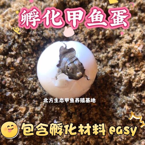 甲鱼蛋受精蛋可孵化中华鳖繁殖种蛋卵王八乌龟水鱼蛋活体宠物礼物