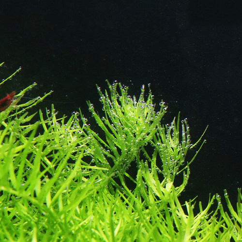 自养水下叶水草植物鱼缸阴性水草绿宫廷后景草鱼缸造景水草绿菊草