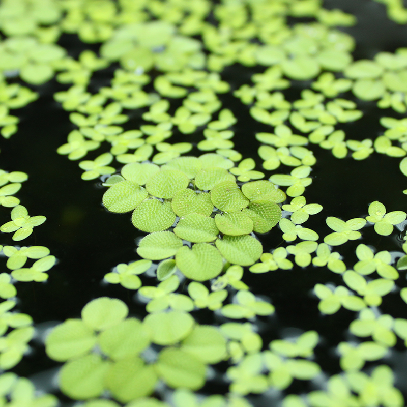 鱼缸水草浮萍植物莫斯水草芝麻浮萍槐叶萍鱼缸除n03氨氮净化水质