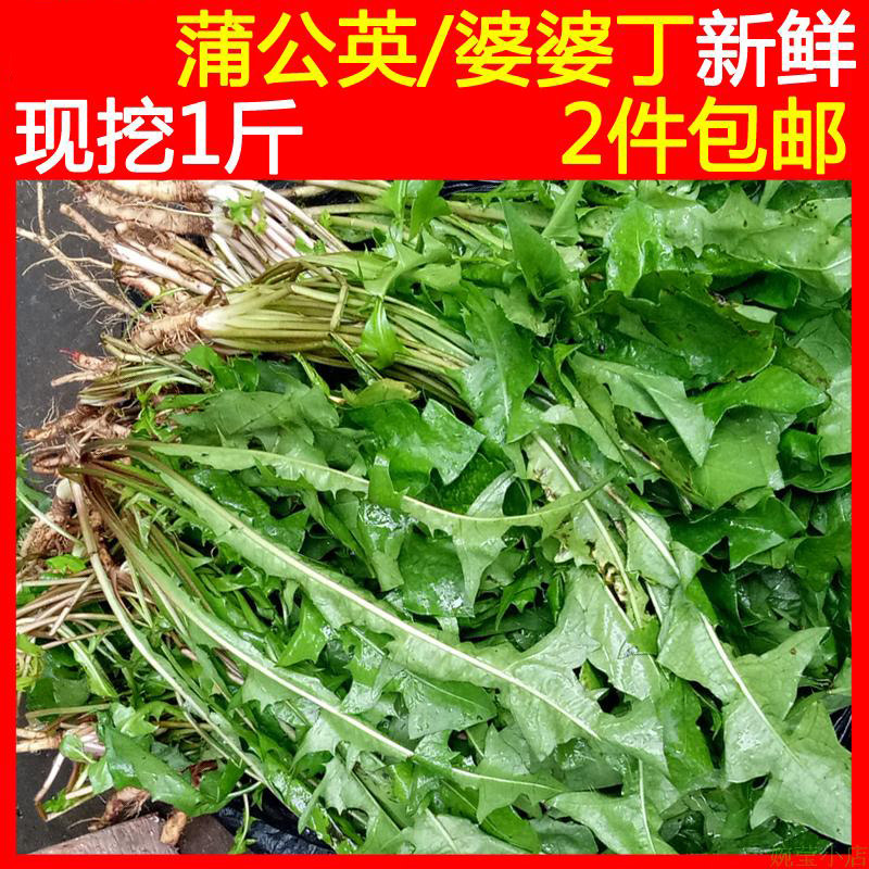 蒲公英新鲜现挖斤装野菜婆婆丁