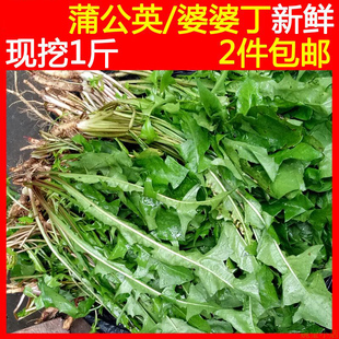 现挖带根现发1斤装 整株野菜黄花地丁山婆婆丁 可晒干 蒲公英新鲜