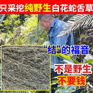 正宗野生白花蛇舌草中药材 蛇舌草中草药 正品百花蛇舌草和半枝莲
