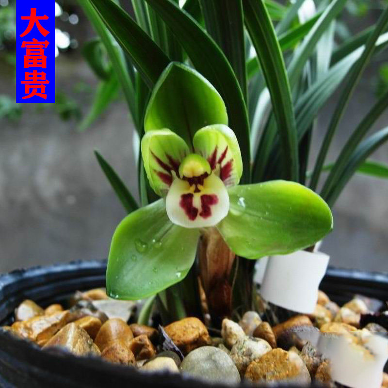 春兰老种大富贵名贵兰花苗浓香室内阳台绿植盆栽时令草本花卉庭院