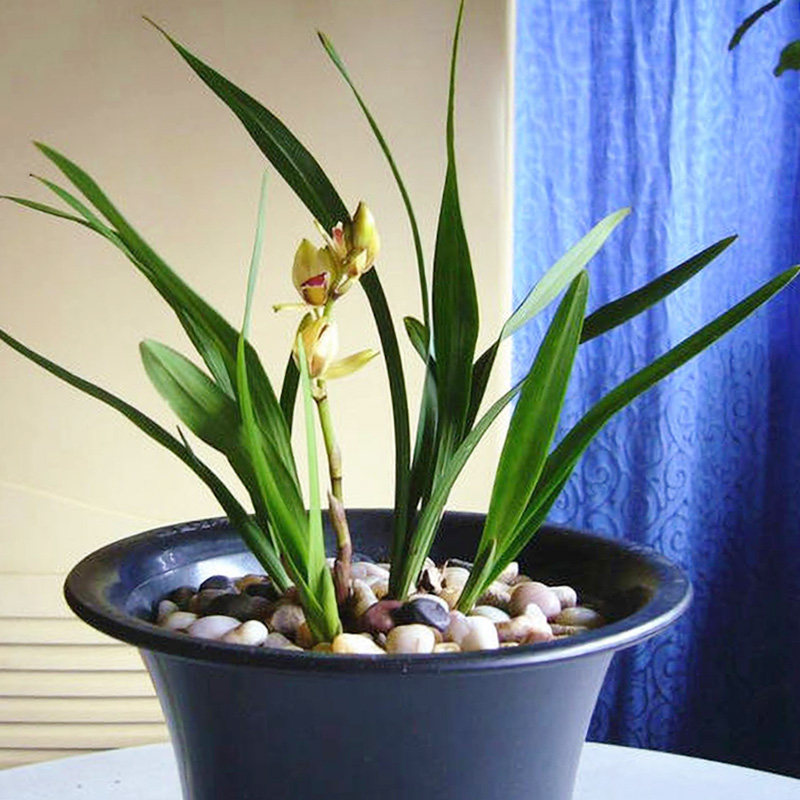 建兰四季兰 矮种浓香荷瓣 罗汉荷 兰花苗 盆花盆栽花卉绿植