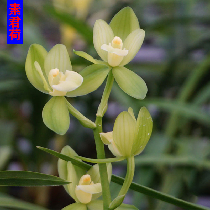 建兰四季兰 素君荷兰花苗 夏带浓香花苞出售花卉绿植盆栽兰草包邮
