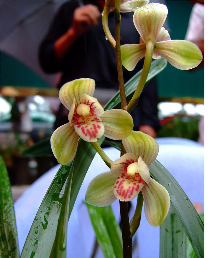 建兰四季兰君荷八大名品正格荷瓣 原生老种兰花苗夏季带花苞浓香