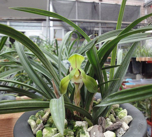 春兰荷瓣中矮型 大团圆带花苞浓香绿植花卉盆栽掌柜推荐