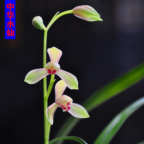 兰花中华水仙建兰铭品的绿植盆栽