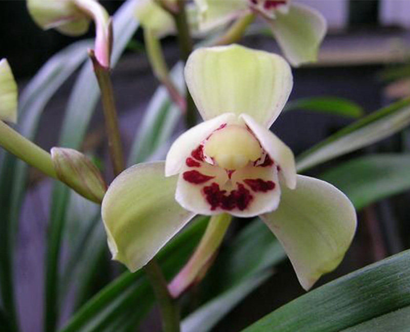 建兰四季兰花端庄高雅荷皇盆栽开花苞荷瓣型时令草本花卉庭院月季