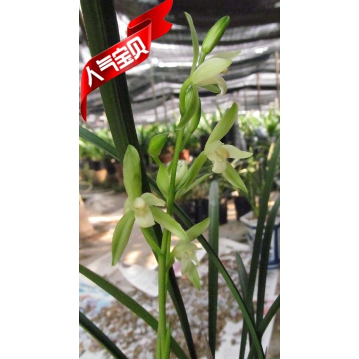 金边兰花绿植盆栽包邮