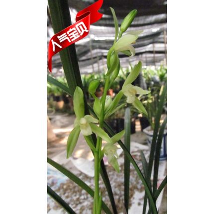 四季兰建兰铁骨素银针素金边细叶兰花夏带素心花苞绿植盆栽包邮