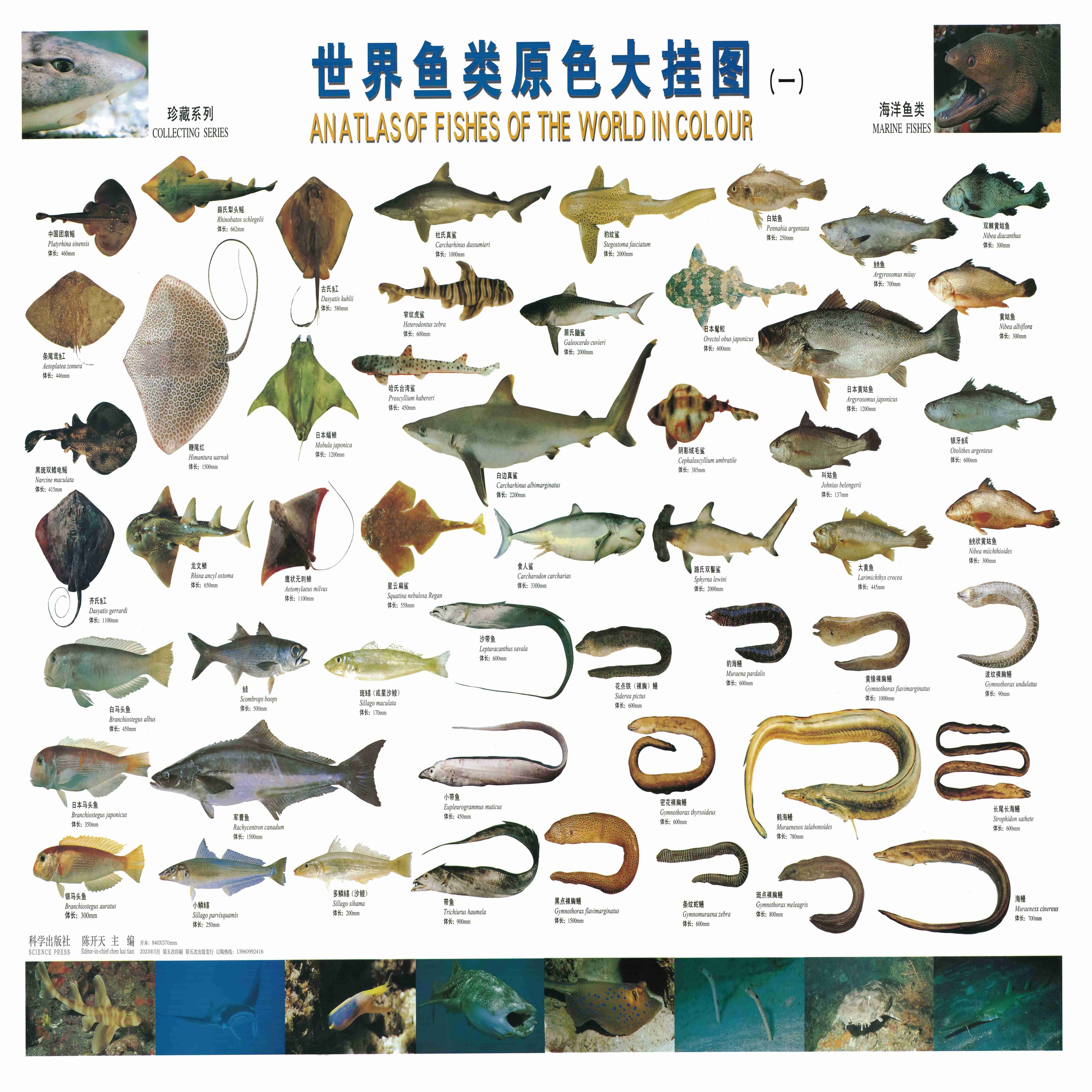 世界鱼类原色大挂图 八张 为 世界海洋水产图谱 (书) 挂图版.