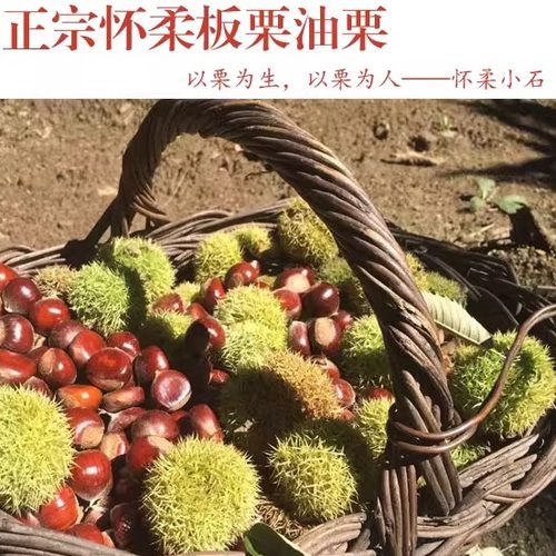 2025年正宗怀柔板栗怀柔油栗新鲜栗子野山生板栗新下树农家