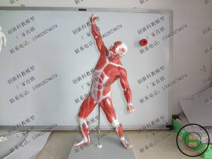 医学艺用人体模型美术肌肉骨骼解剖结构手办 全身肌肉运动模型