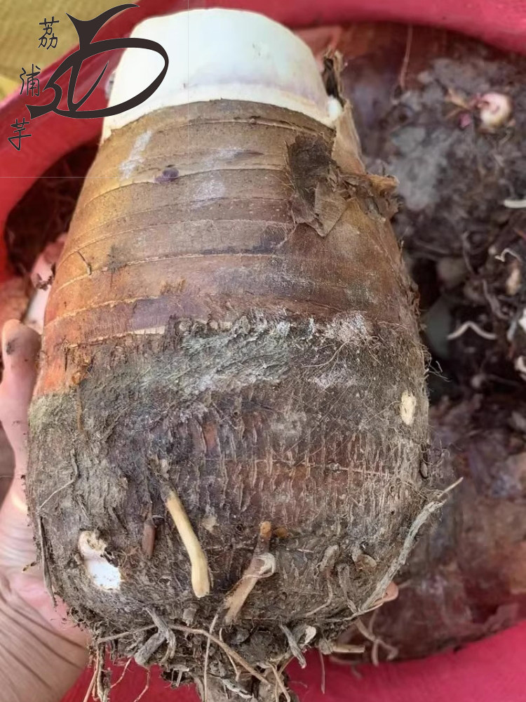 特大荔浦芋头 正宗桂林荔浦槟榔香芋送礼佳品种酒店适用 6斤装2个