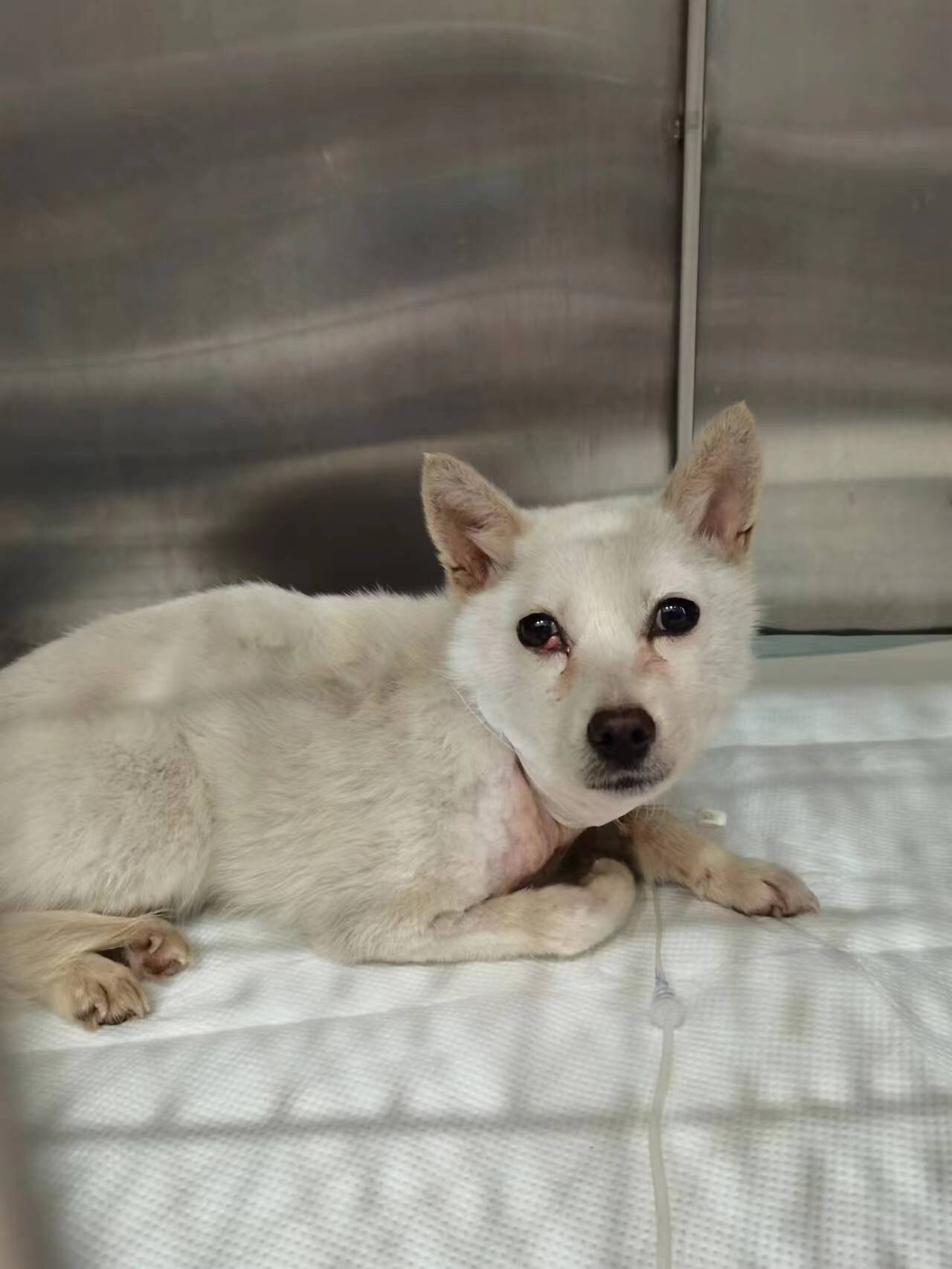 元宵plus| 南山必胜客