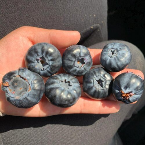 空运特大蓝莓200g/盒顺丰速发