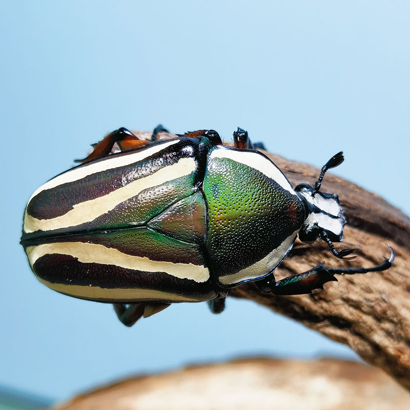 白条花金龟成虫幼虫带苹果香味的金龟子活体科普昆虫入门甲虫爬宠
