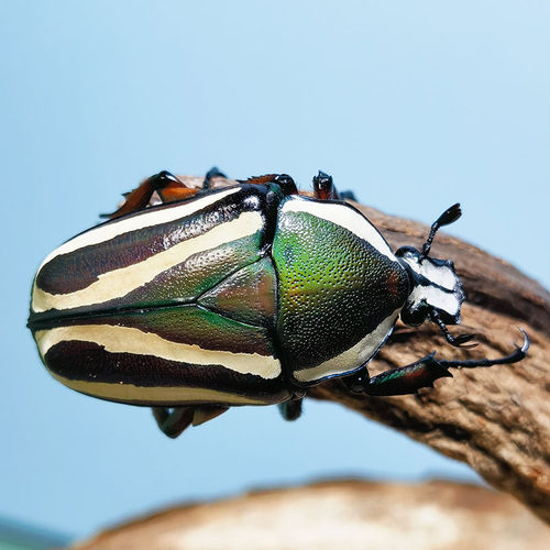 白条花金龟成虫幼虫带苹果香味的金龟子活体科普昆虫入门甲虫爬宠