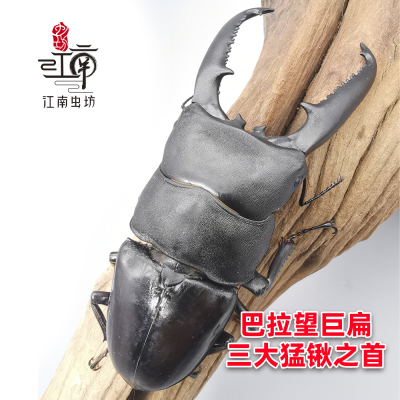 霸气好斗巴拉望巨扁锹甲甲虫宠物