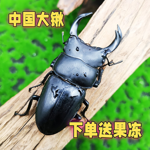 中国大锹宠物甲虫活体饲养套餐