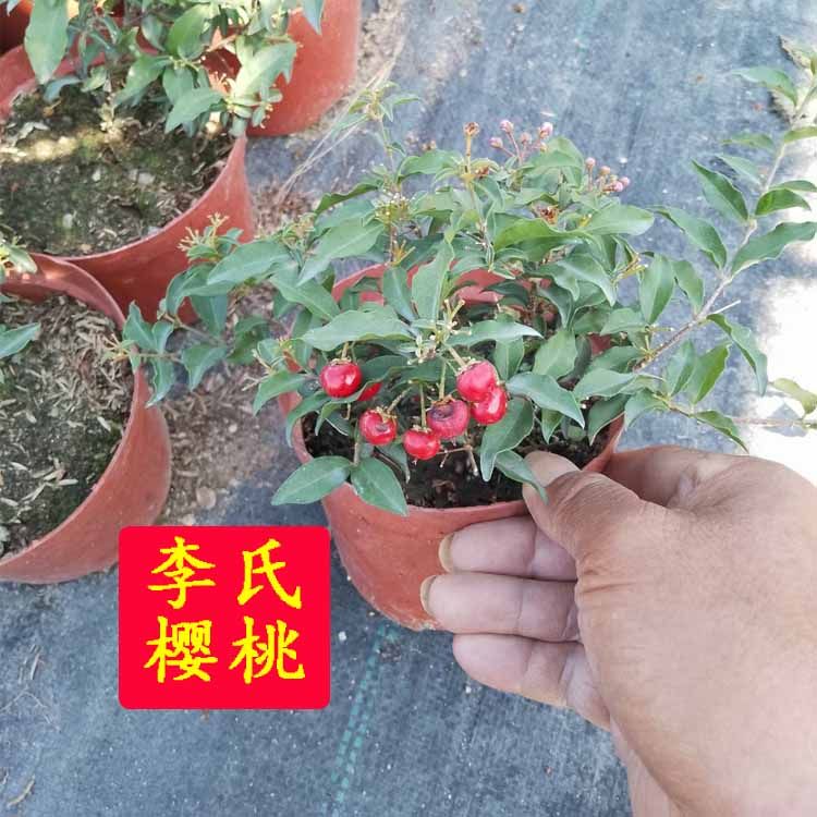 台湾李氏樱桃盆栽姬樱桃开花结果盆景素材易养活阳台庭院种植绿植