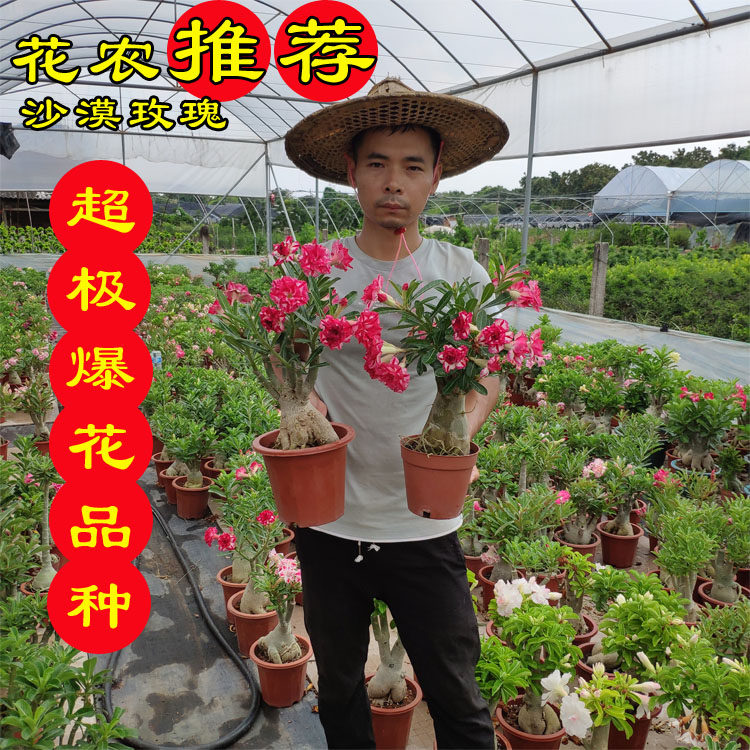 沙漠玫瑰花多层重瓣千日红花色红妆金闪耀复瓣花基地直销花卉盆栽