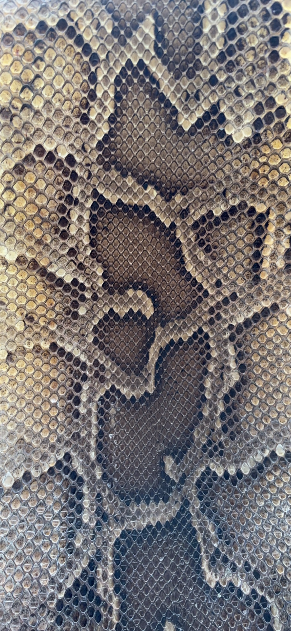 二胡皮 蟒皮 二胡越胡中胡琴皮 三弦皮。