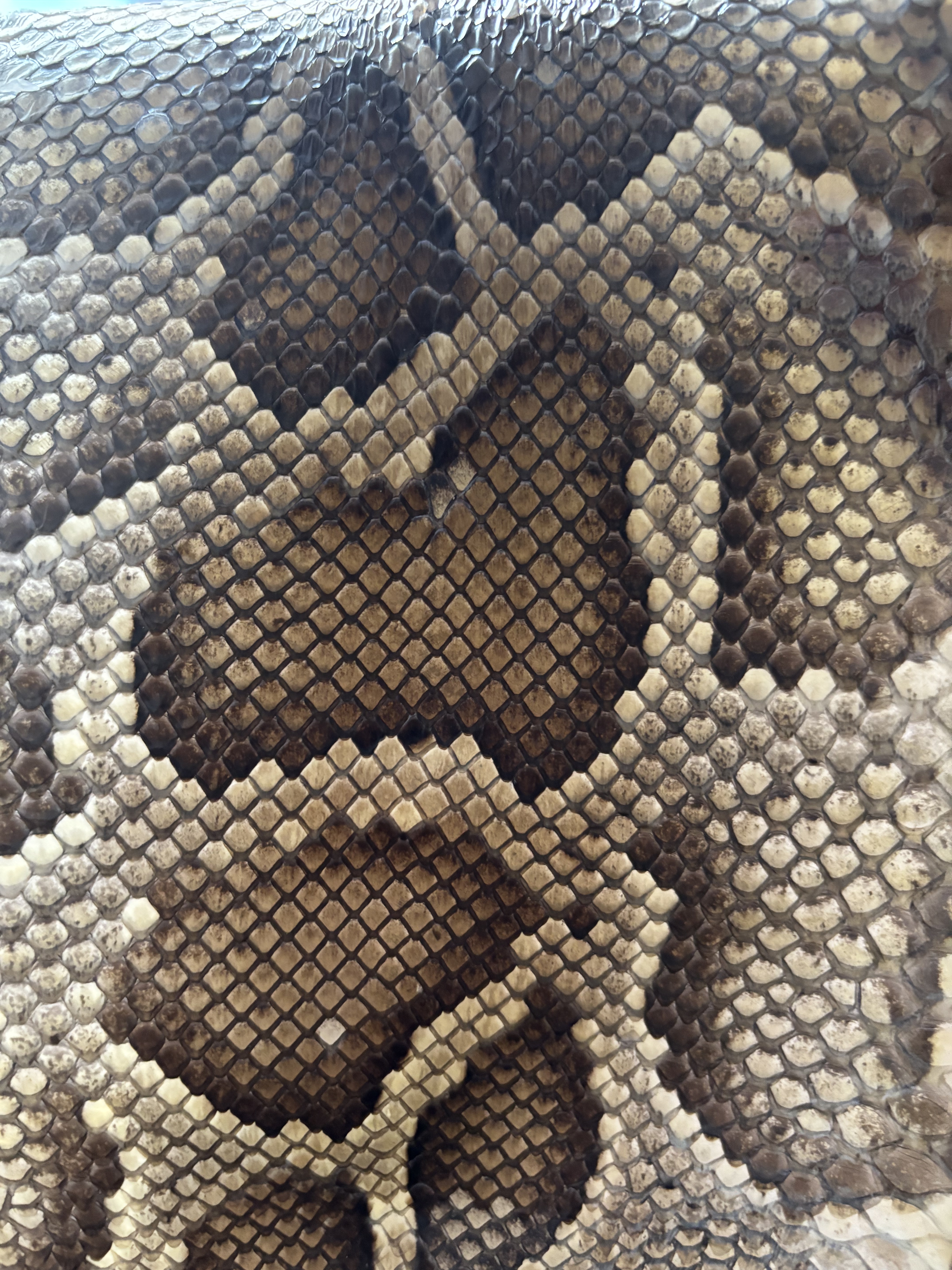 越胡蒙皮换皮(请咨询客服下单)乐器维修翻新琴体修复厂家修复